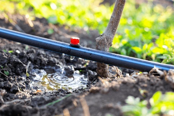 Drip irrigation emitter delivering water to a planting bed around a young tree